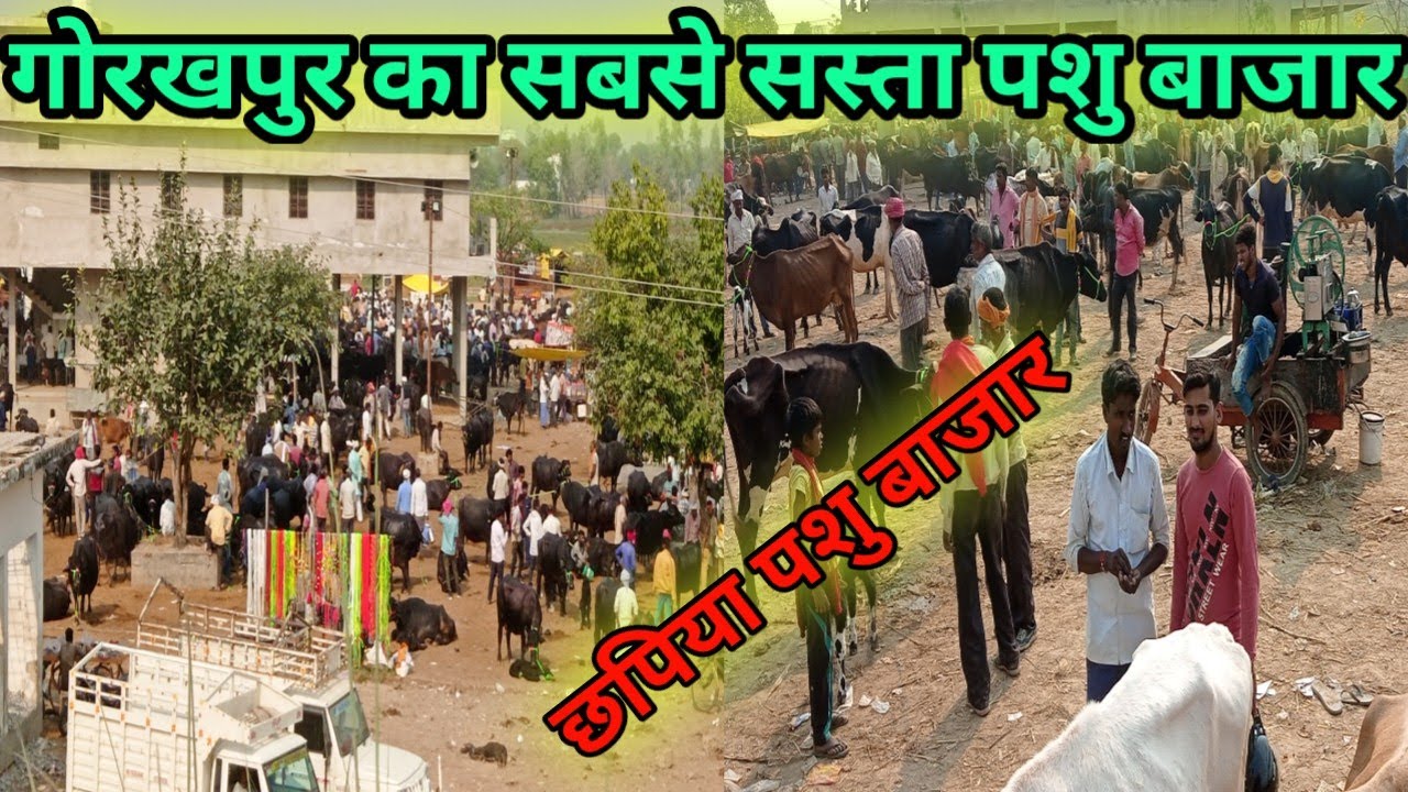 गाय भैंस का मेला गोरखपुर| Chhapipya pashu mandi gorakhpur|गोरखपुर का सबसे बड़ा पशु बाज़ार|