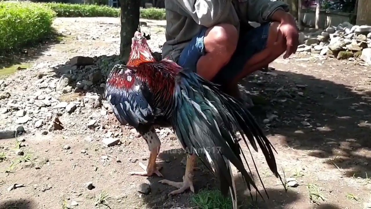 Pasar ayam BK Jatinom klaten