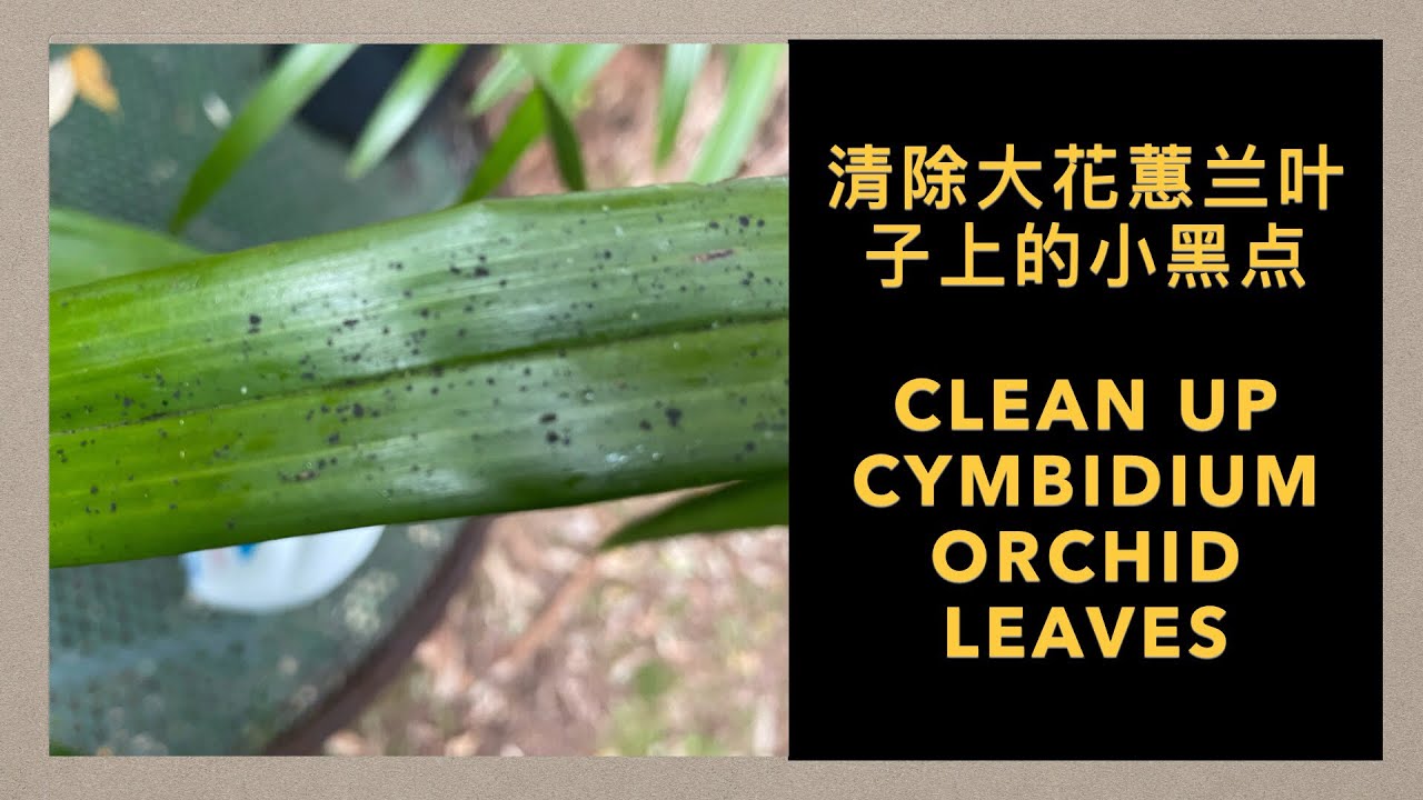 GS-37 清除大花蕙兰叶子小黑点 变好了的缩皱球茎 black spots removal from Cymbidium orchid leaves