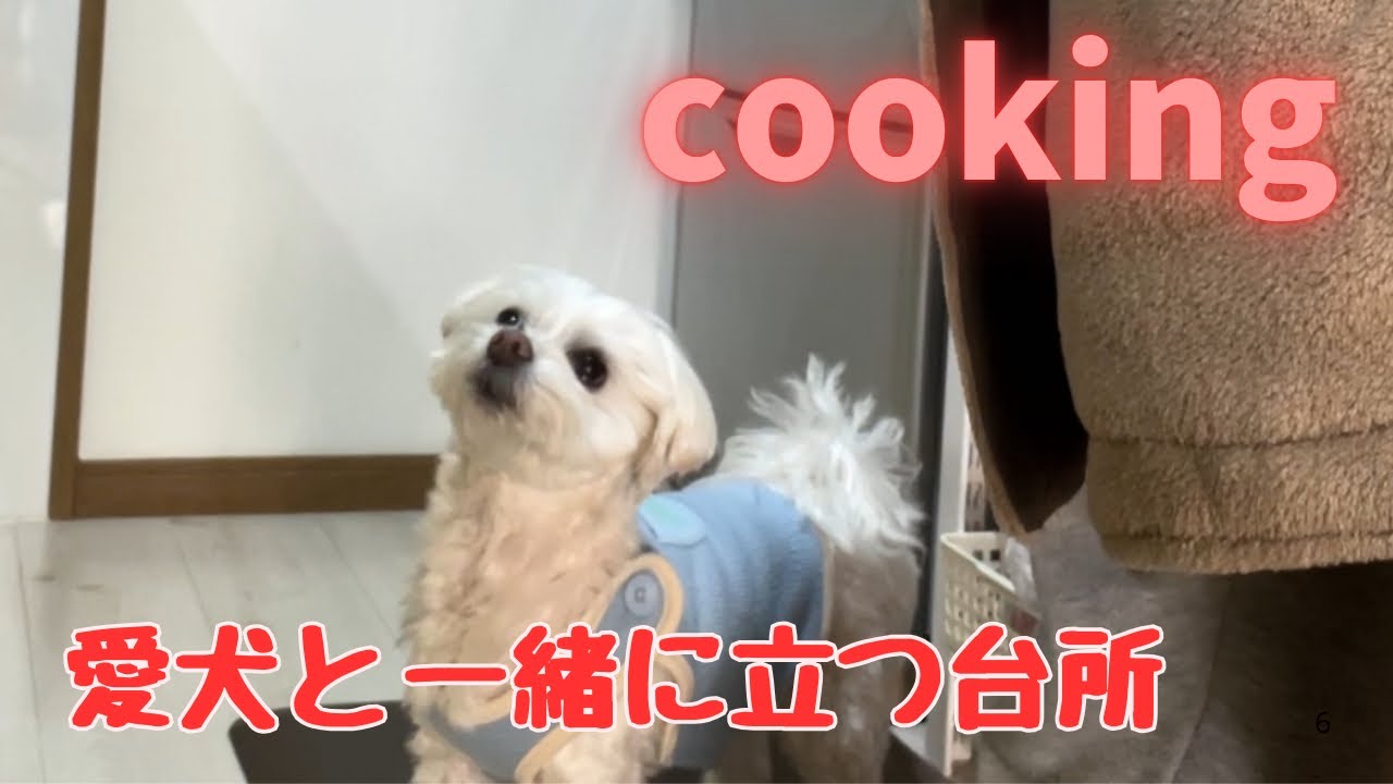 【クッキング】あじみが欲しいと控えめに近づいてくる愛犬が可愛い