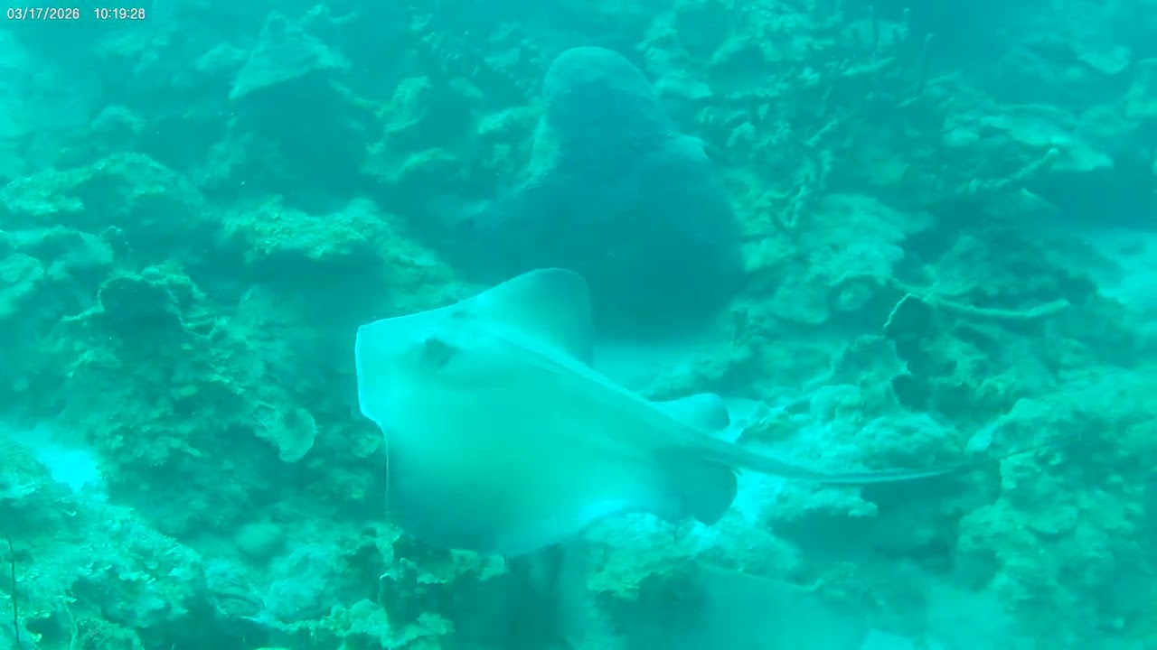 Southern Stingray on the reef 3-2026 Bonaire  101821