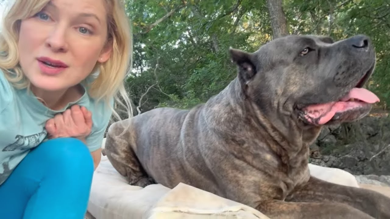 Do CANE CORSO Dogs Need PROTECTION Training?