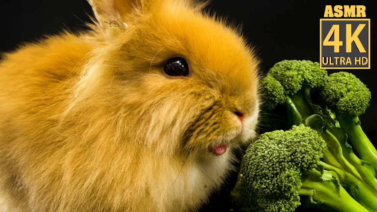 ASMR FOOD  I Didn’t Expect Broccoli to Be This Good 🐇🥦