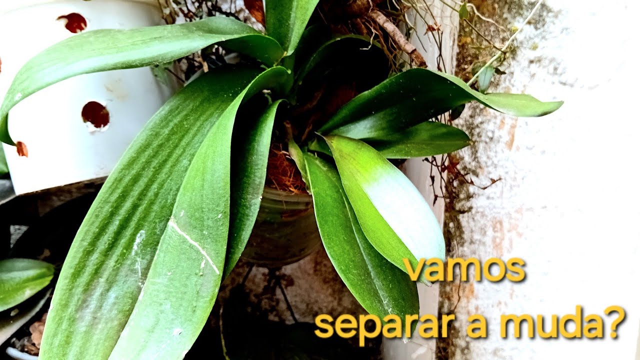 Orquídeas phalaenopsis, quando e porque separar a muda da planta mãe?