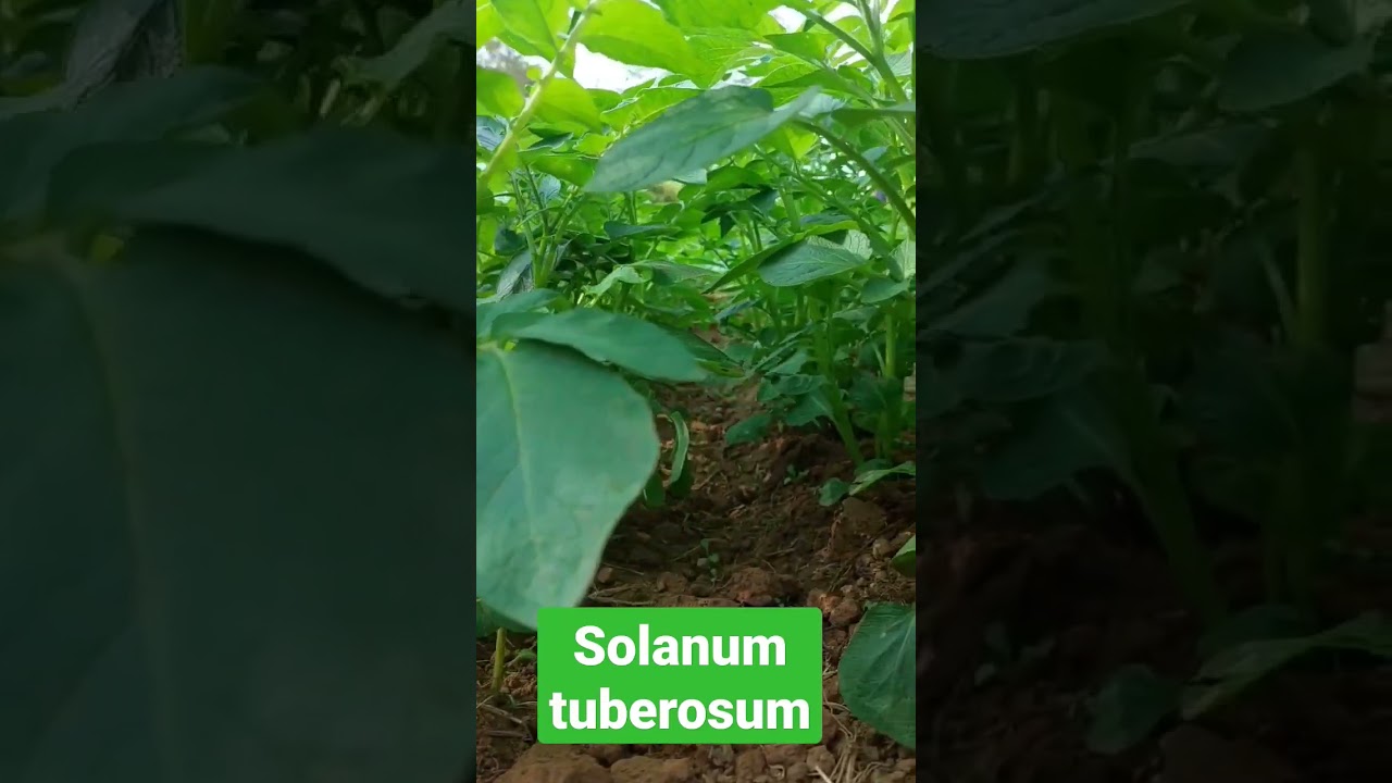 Solanum tuberosum(potatoes)#shorts