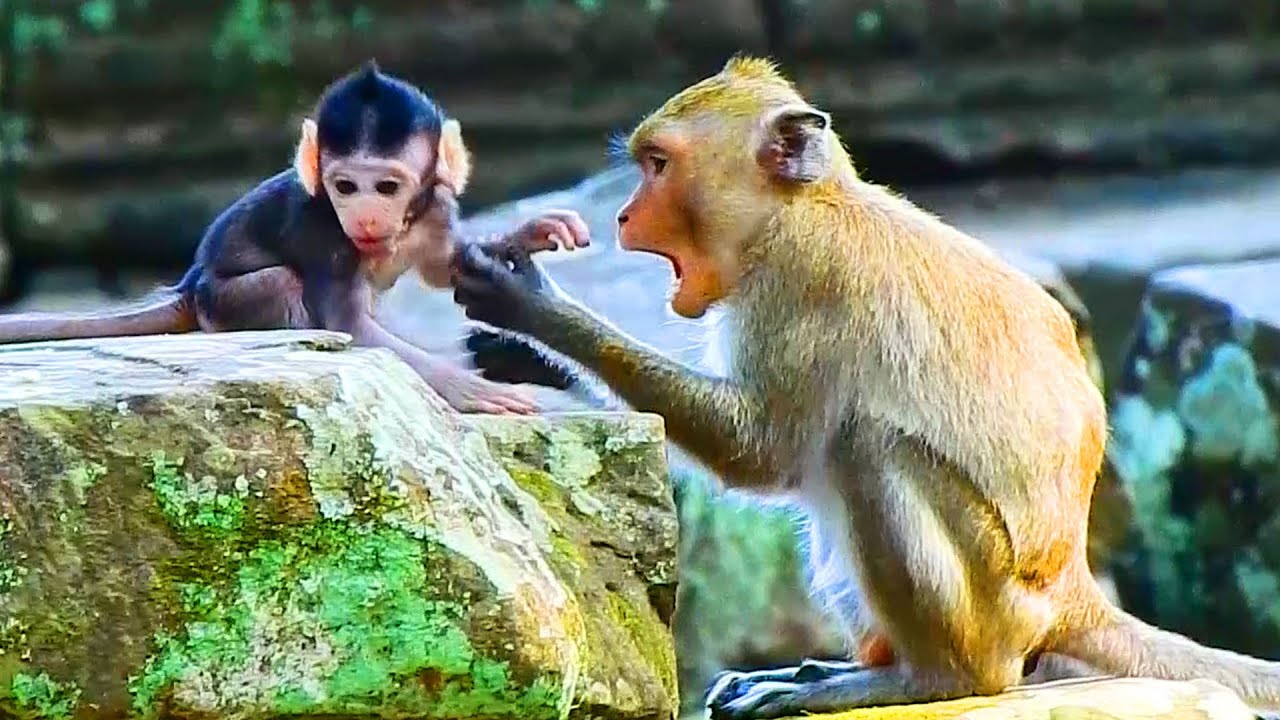 OMG! Don't Scare! Jane Monkey Bite! Tell Herself, Janna Monkey Call Jazzy Monkey Out Of Jane Monkey