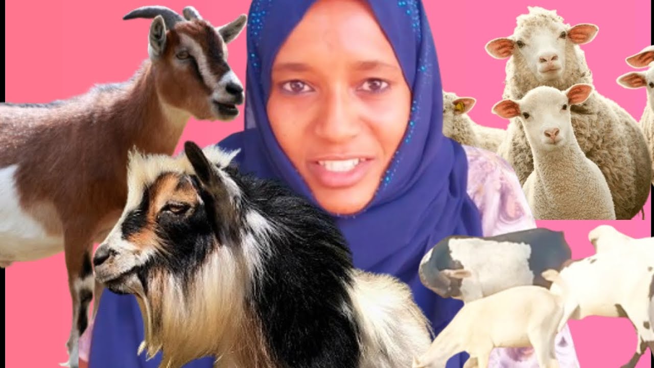 መነሻየ አንድ ፍየል ነው | በግና ፍየል እርባታ መጀመሬ ሰው አርጎኛል | አሁን በቂ ሀብት አለኝ #sheep #sheepgoatfarm #farm