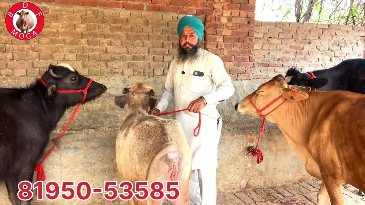 ਸਾਰੇ ਪਸ਼ੂ ਵਿਕਾਉ 🔥 ਗੱਬਣ 🔥ਤੋਕੜ🔥ਵੱਛੀਆਂ 🔥ਕੱਟੀਆਂ 🔥All animals for sale #brardairyfarmmoga 
