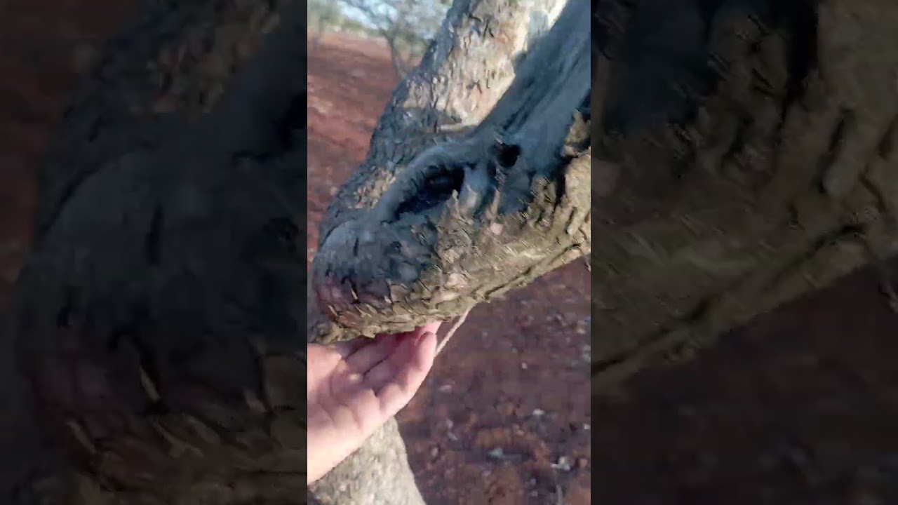 أثر التقليم الصيفي على اشجار الفستق الحلبي ///شوف بعينك⚠️⚠️⚠️😭