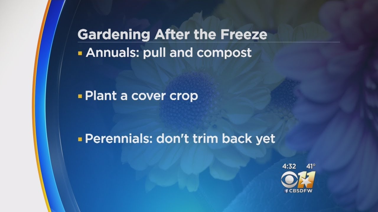 Saving Plants After A Hard Freeze