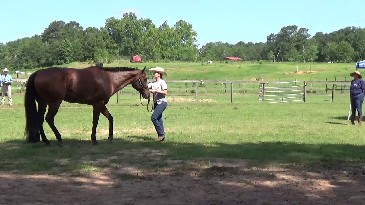 Showmanship Class Judge's Winning Tips