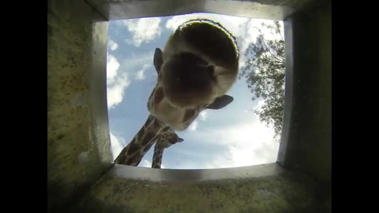 How Do Animals Drink - at Safari Ramat Gan