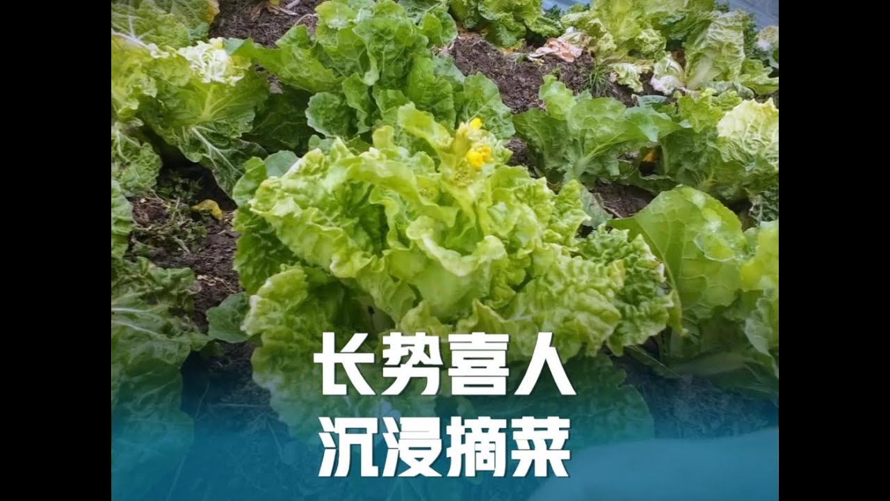 包心白菜也抽菜苔了，白白嫩嫩真好看，沉浸式摘菜，解压又治愈！