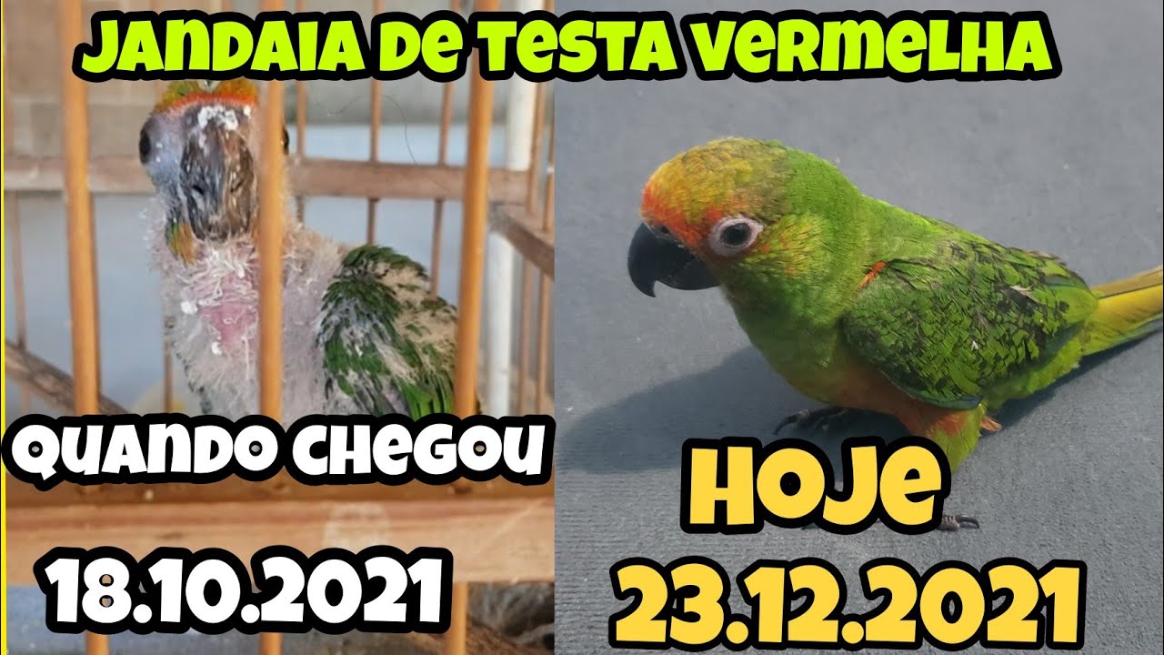 O progresso da minha jandaia de testa vermelha!