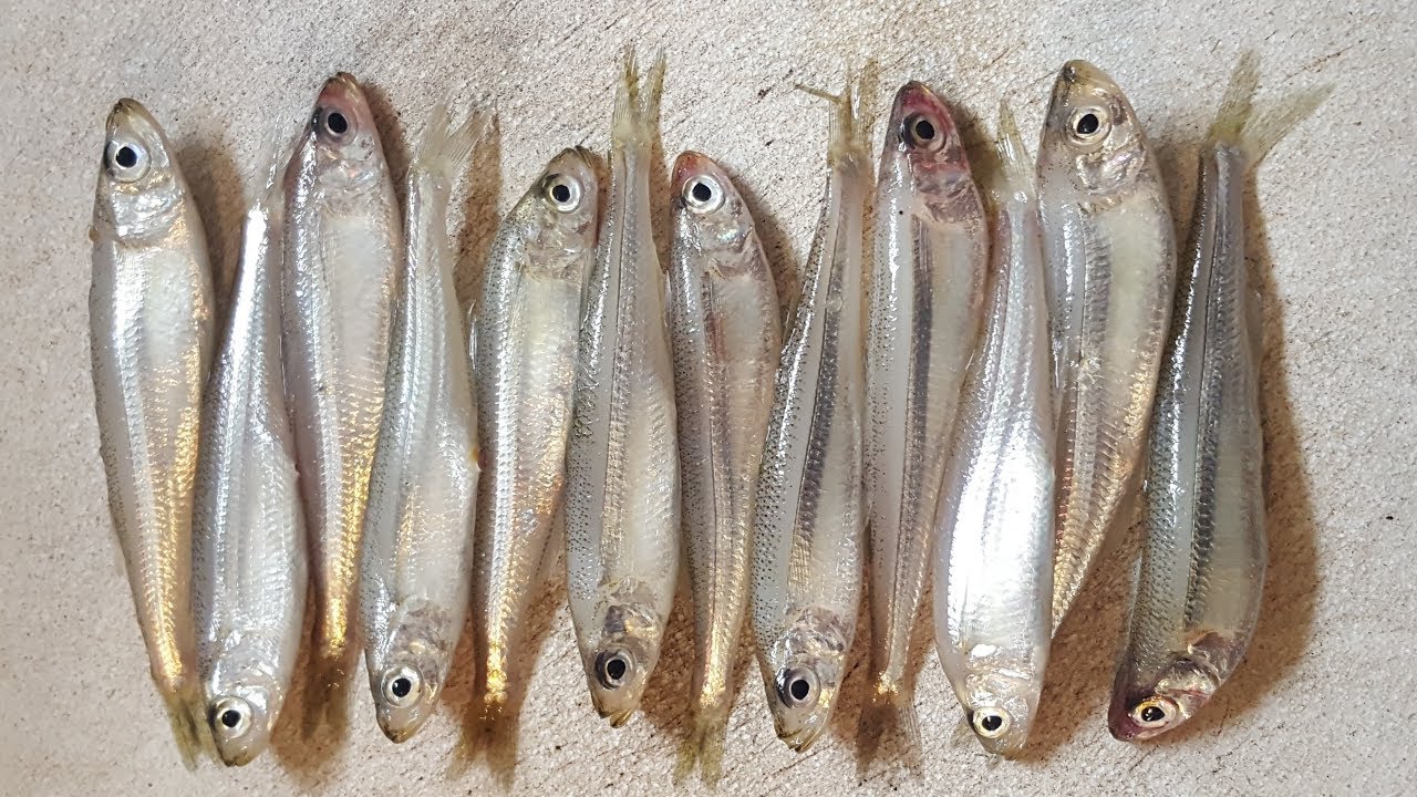 Southend Pier Fishing; Catch & Cook Sand Smelt & Mackerel.