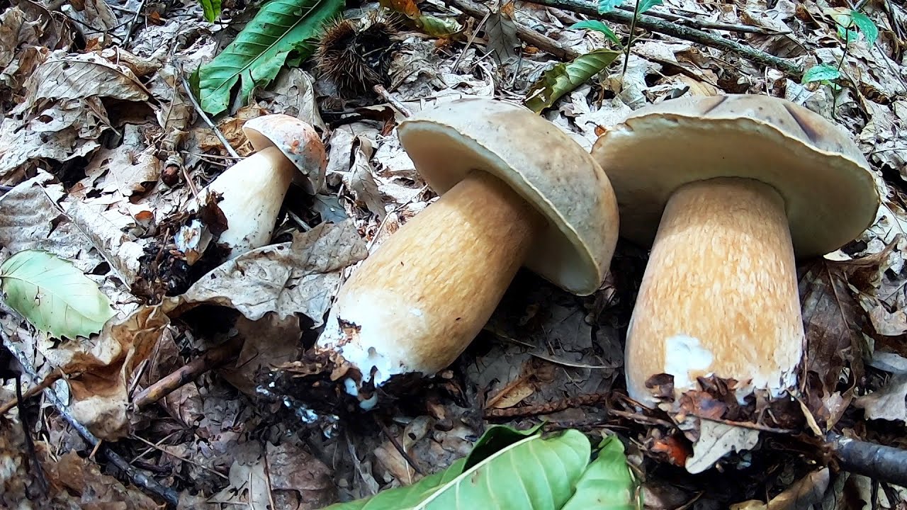 BOLETUS AEREUS da favola | FUNGHI PORCINI
