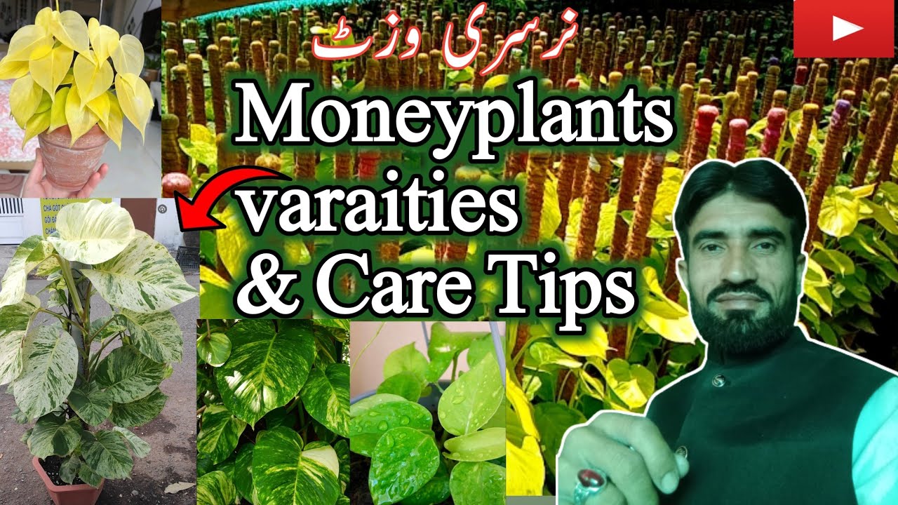 money plant nursery visit🌱 / money plant varaities / My secret of growing money plant(pothos) fast