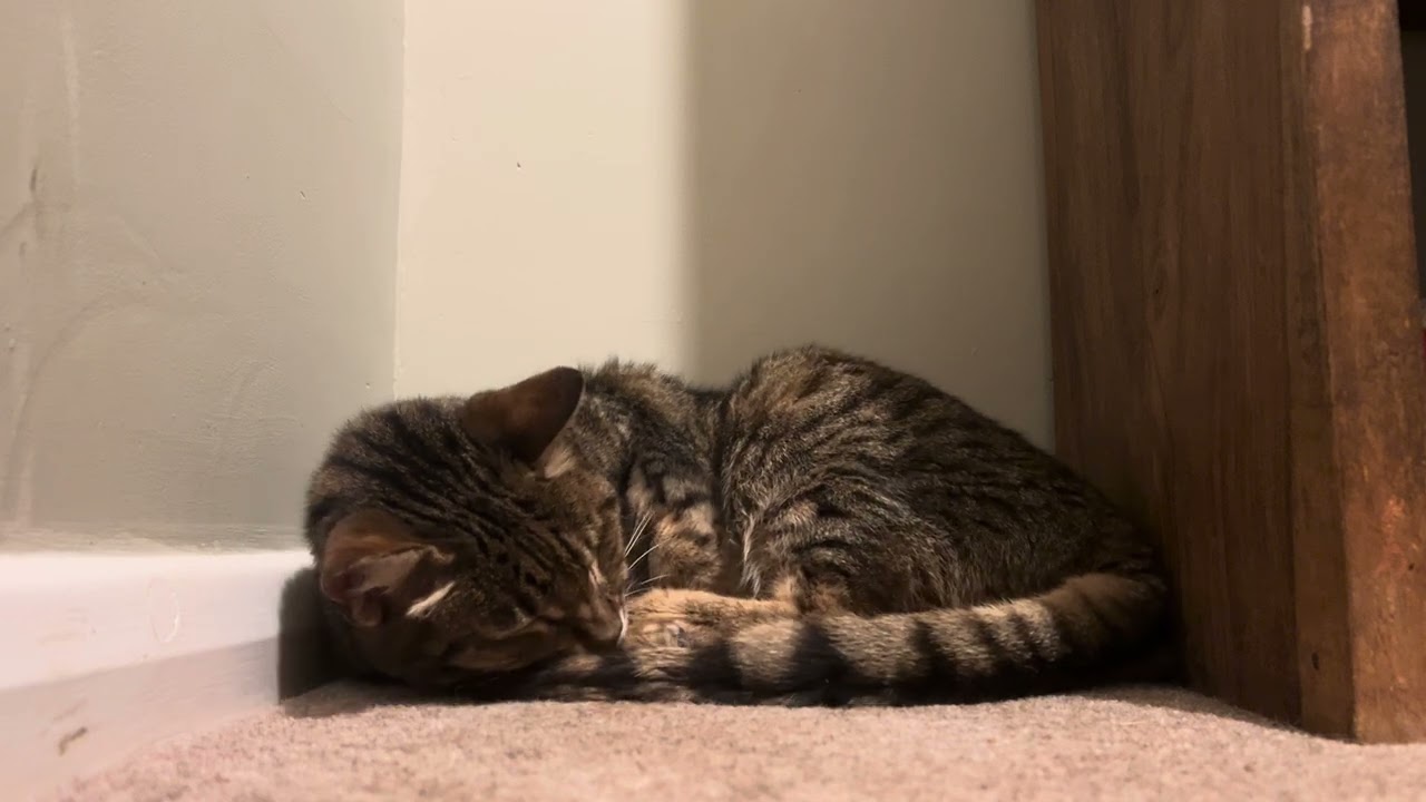 Milo sleeping