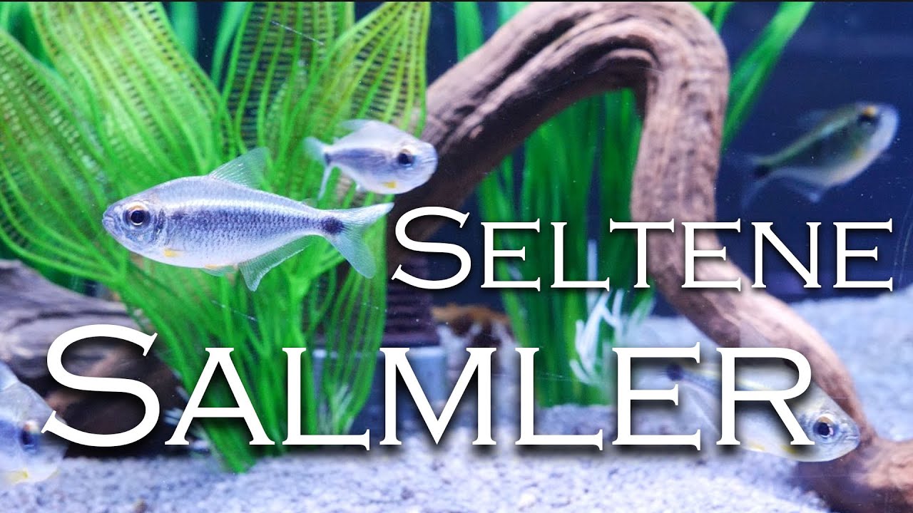 Seltene Salmler | Aquado-Zoo Dortmund