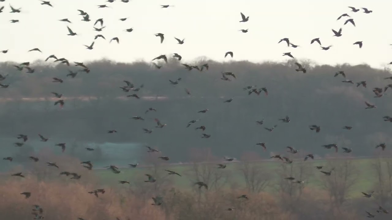 Flight of the woodpigeon shot on the Panasonic HC -X1500 camcorder.