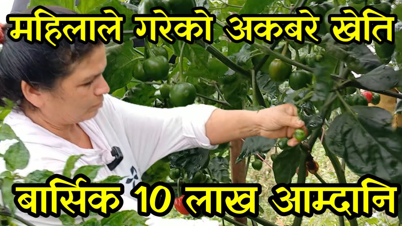 अकबरे खोर्सानी बाट बार्सिक 10 लाख आम्दानी , महिलाले गरेको नेपालकै ठूलो खोर्सानी खेती ilam