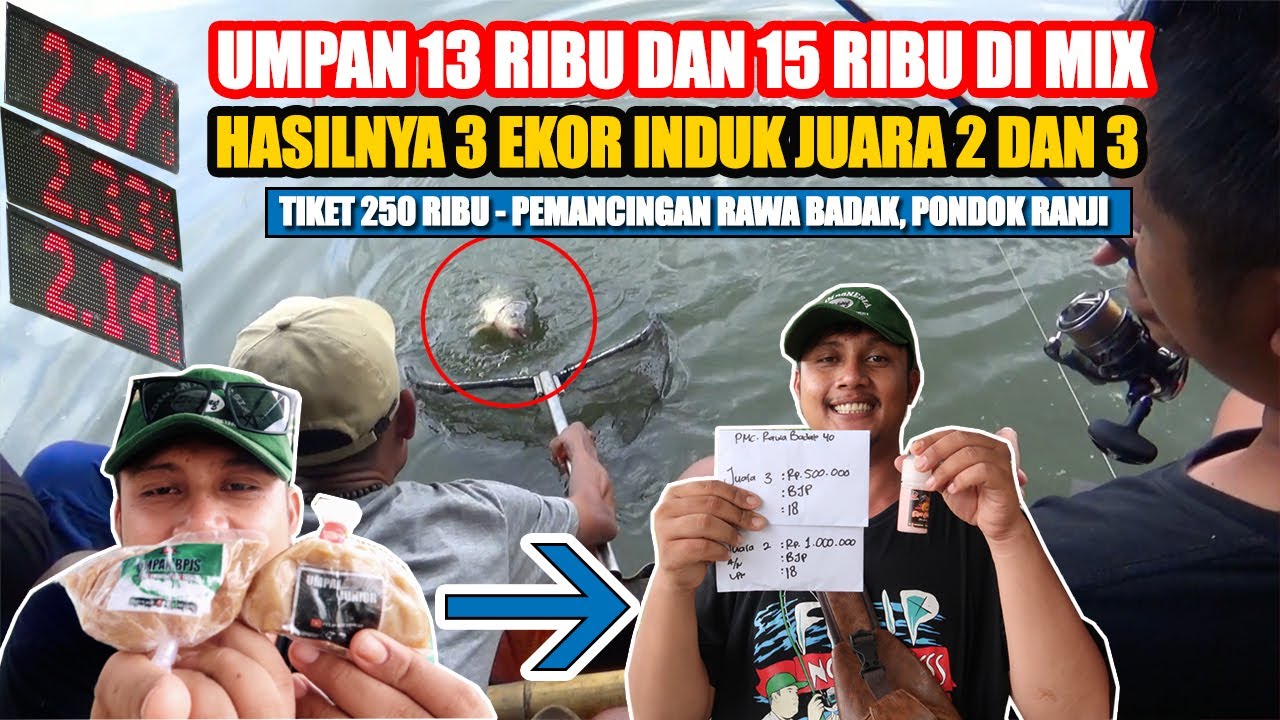 CAMPURAN UMPAN AMIS JAGUNG & SALMON UDANG PERTAMA KALI LANGSUNG STRIKE 3 EKOR INDUK JUARA 2 & 3‼️