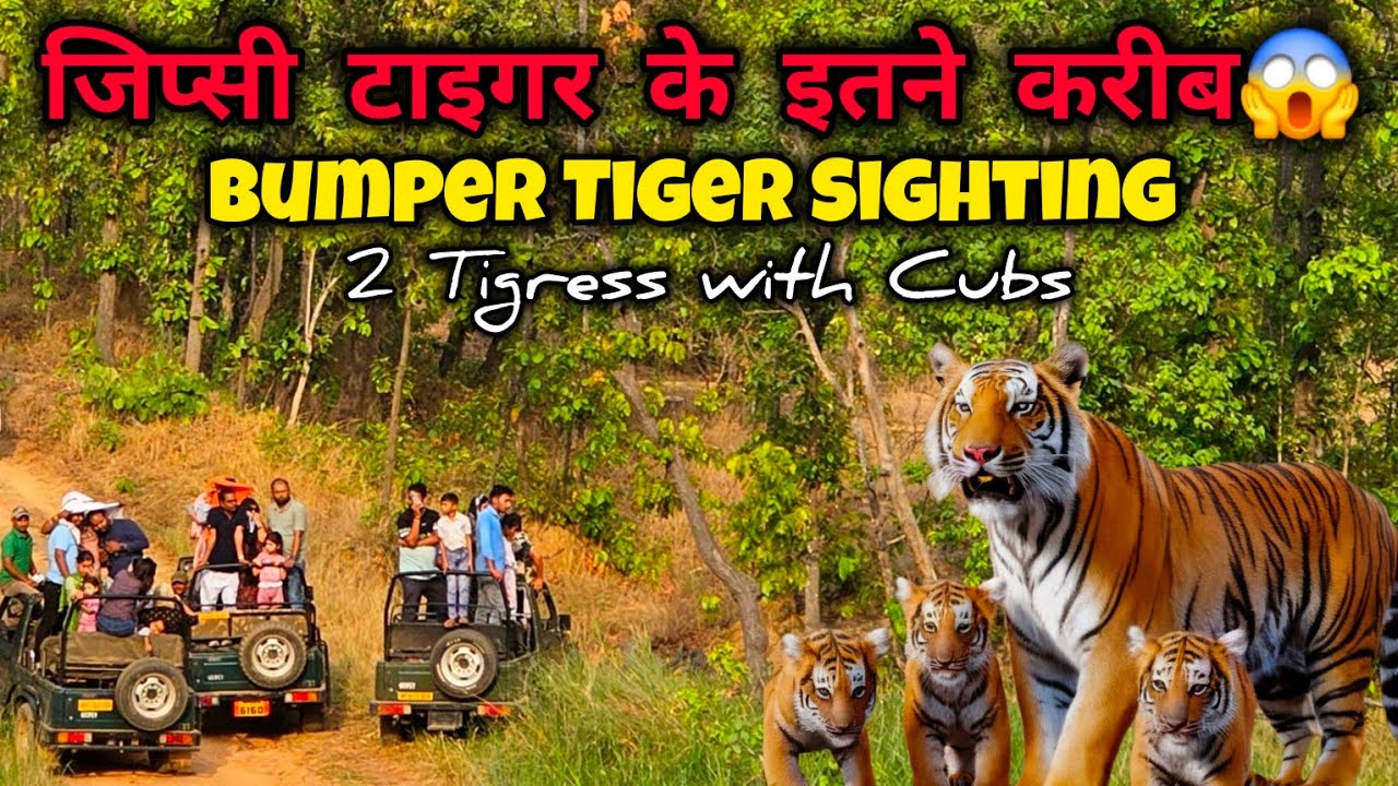 Bumper Tiger Sighting | Jungle Safari | 2 Tigress with Cubs | Sanjay Dubri Tiger Reserve #wildlife