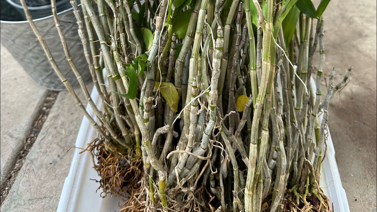 November 19, 2023粗暴的，铁皮石斛分枝与种植方法 Potting Dendrobium officinale