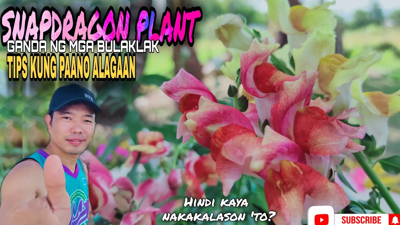 PAANO ALAGAAN ANG SNAPDRAGON PLANT | Probinsiyanong Daddy