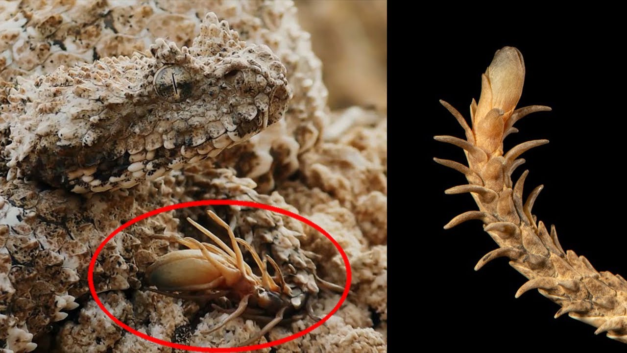 The Snake with a Spider Tail (Explained)