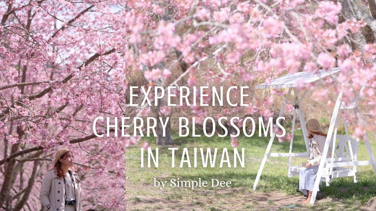 Taiwan Travel Vlog, Cherry Blossoms Tour (Sakura)| #83