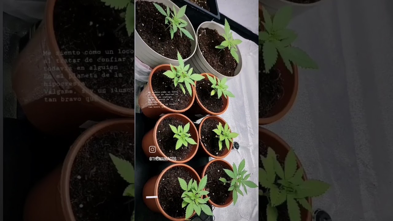 Cultivo indoor Critical Widow 2023 No te pierdas nada en mi canal de Instagram subo contenido diario