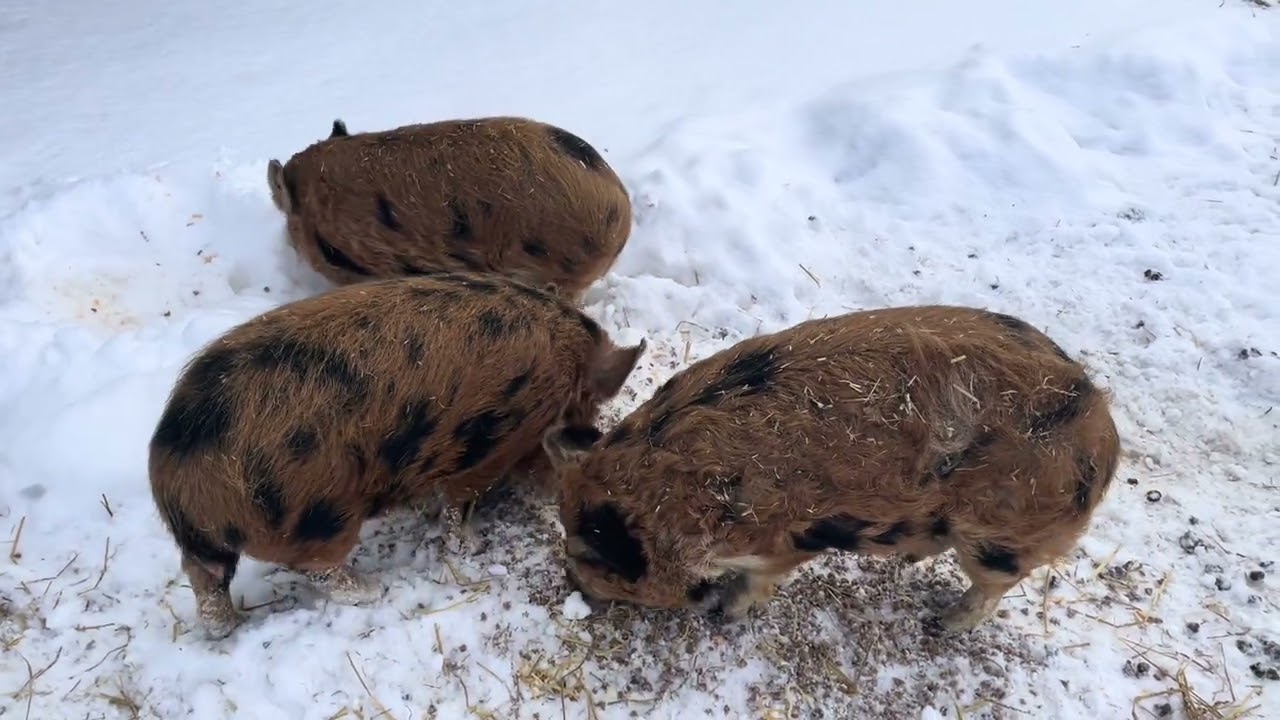 Our 3 Little Pigs Story
