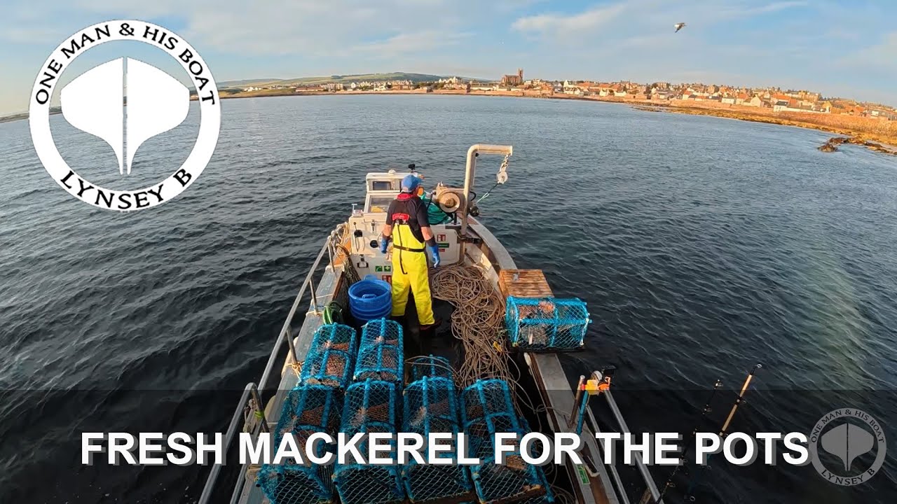 Fresh Mackerel for the Pots