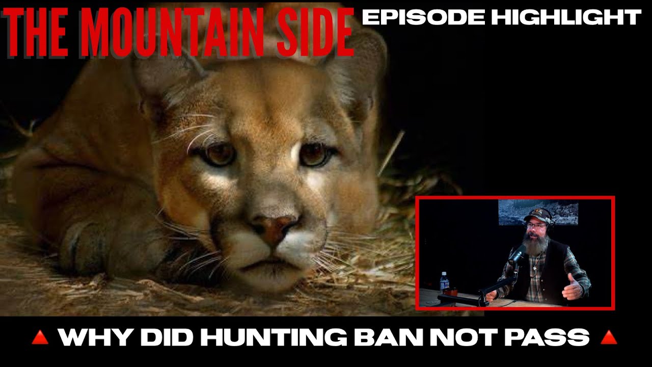 Why Did Colorado Mountain Lion Hunting Ban Not Pass?