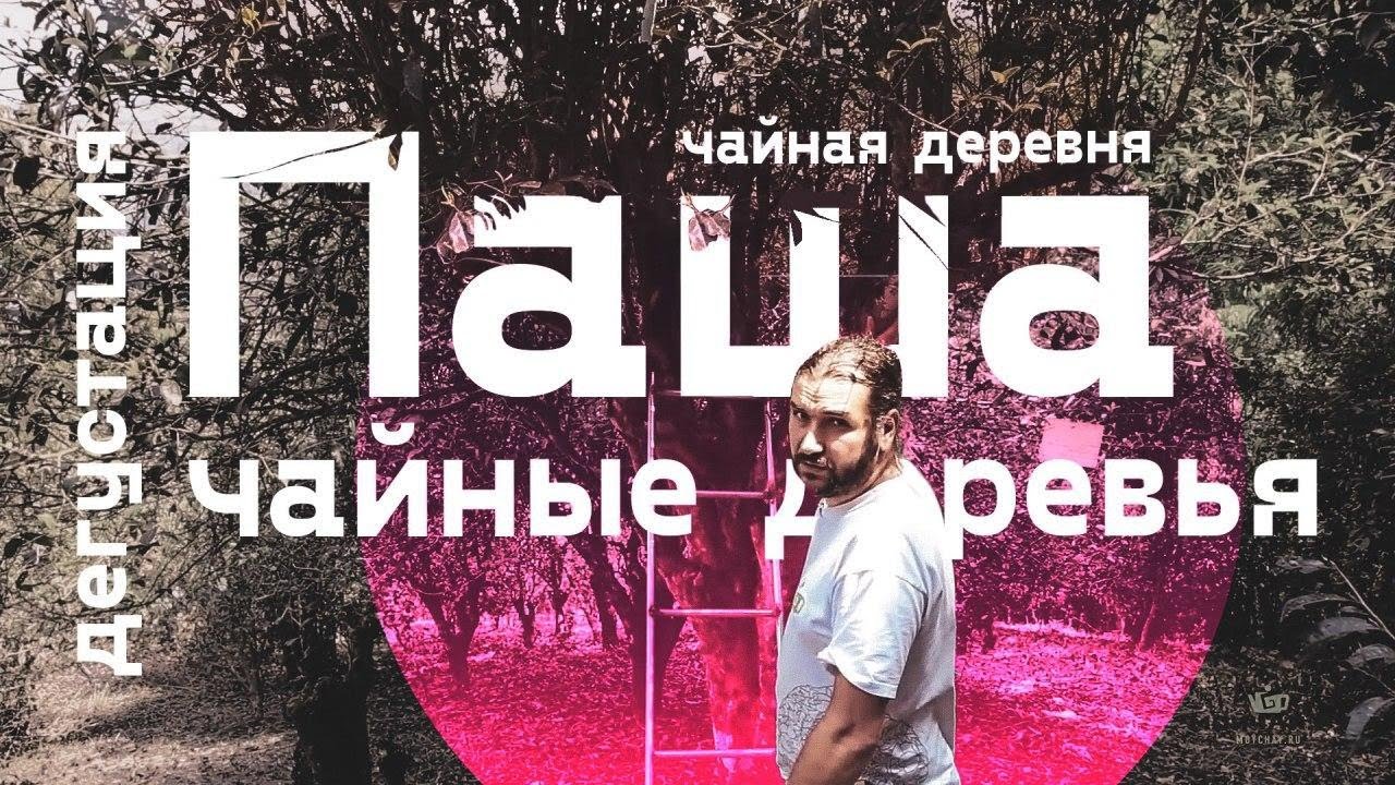 Чайная деревня Паша. Дегустация и Чайные деревья