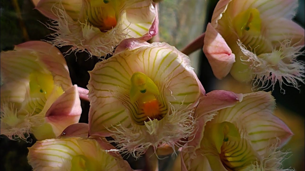 Catasetum floração