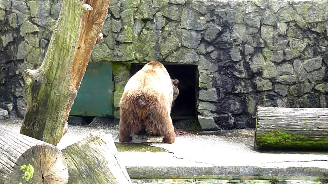 Zagreb Zoo, Croatia - Bear Taking a Poo