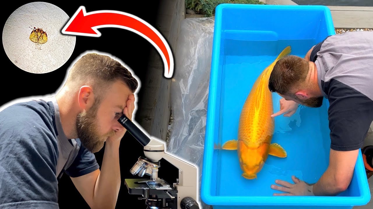 WHAT PARASITE IS IN MY KOI POND? 🔬