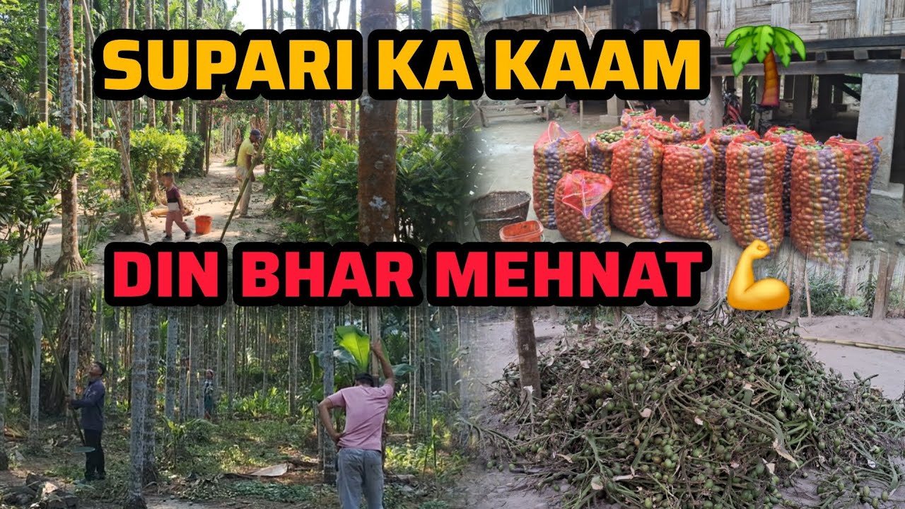 Din Bhar Supari Ka Kaam 🌴 | Family Ke Saath Mehnat 💪 | Arunachal Village Life Vlog