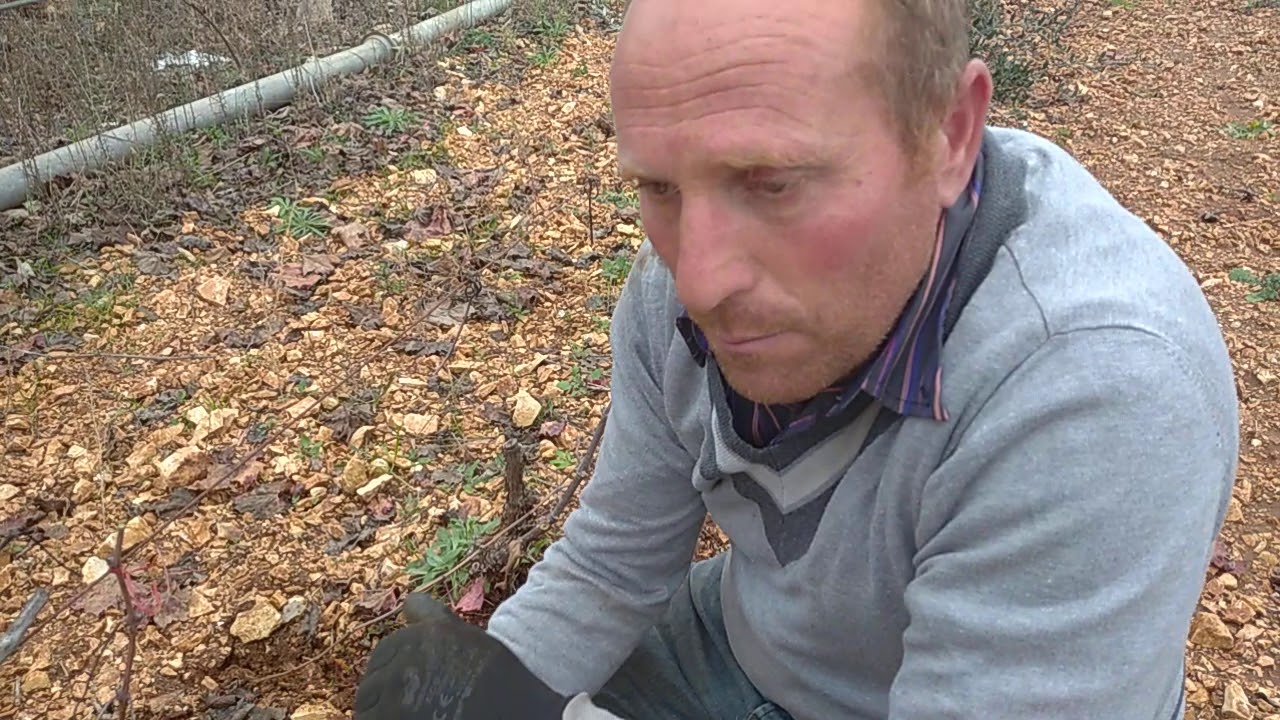 RIPRODUZIONE DEL VIGNETO TRAMITE PROPAGGINAE