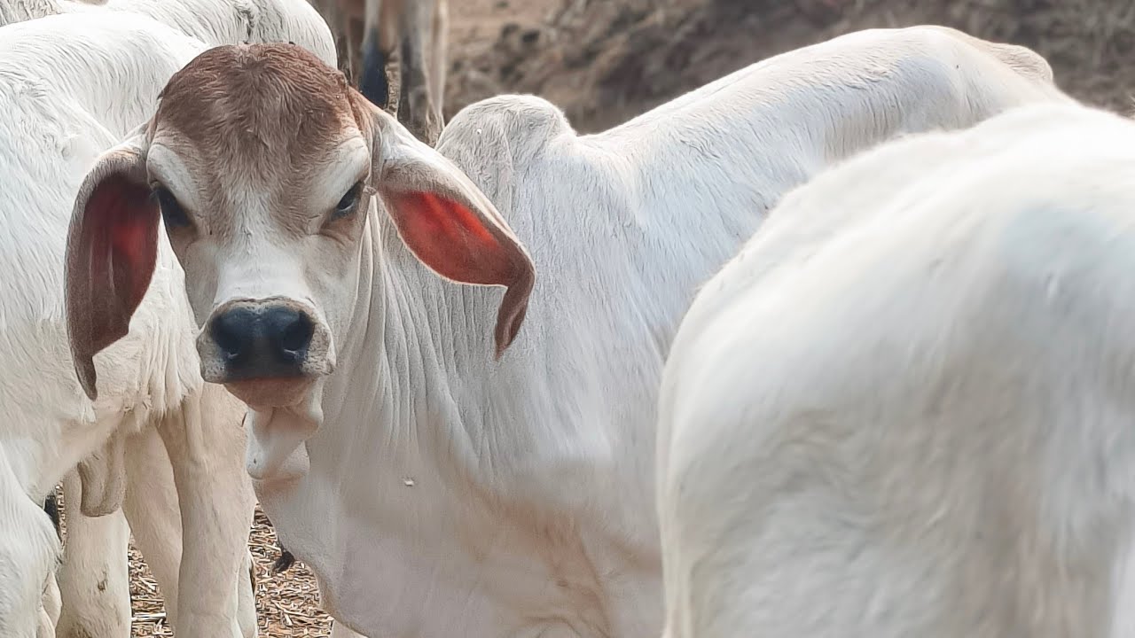 cow is tha best is live! chupke se dekh rahi hai