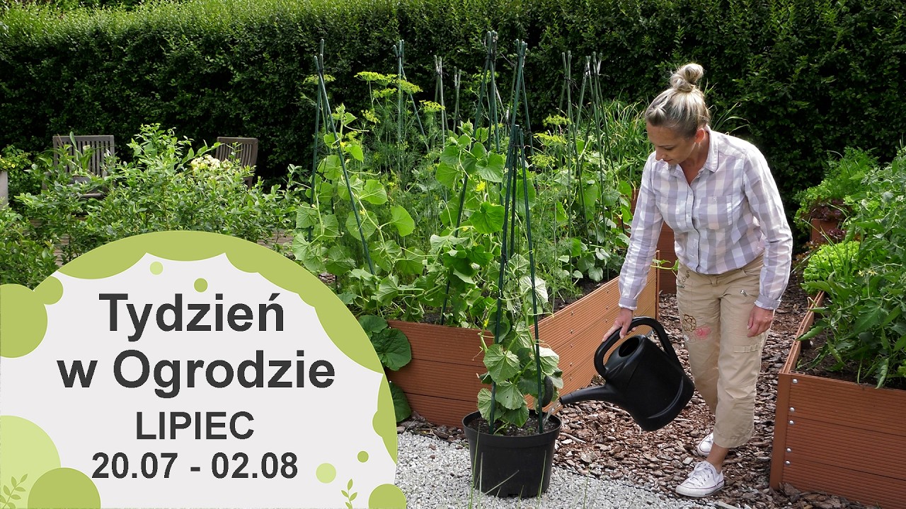 Lipiec w ogrodzie. Kalendarz ogrodnika na 27.07 - 02.08. Prace ogrodnicze w lipcu