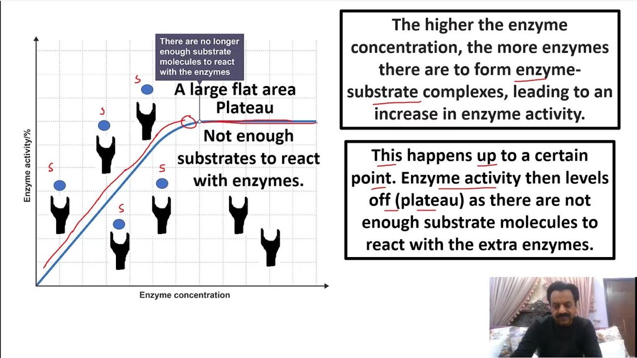 Chapter 2: / First year Biology / Enzymes (Part 9) / enzyme concentration / Sindh Text Board