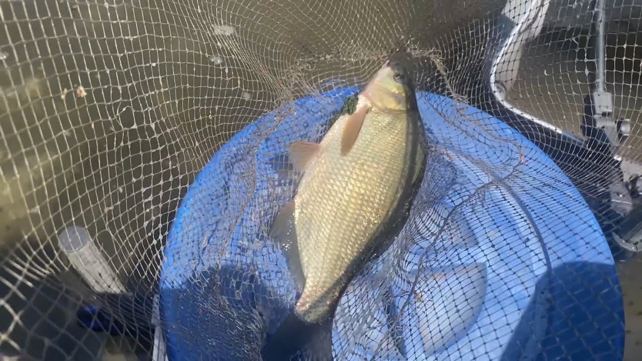 Фидерная Рыбалка на водохранилище