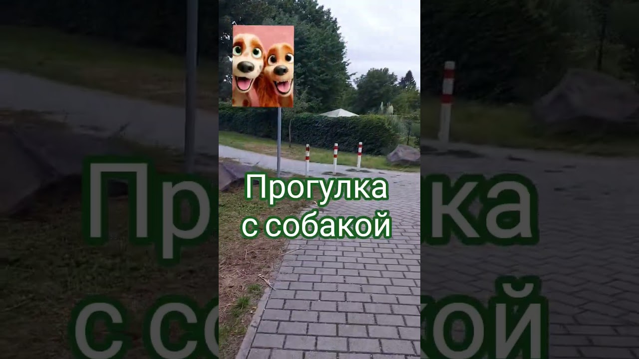 собака на прогулке ,на свежем воздухе. #собака #dogs #youtubeshorts #puppy #dogshorts  #animalsdog