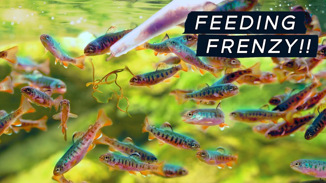 Feeding Frenzy: 120 Baby Rainbow Trout