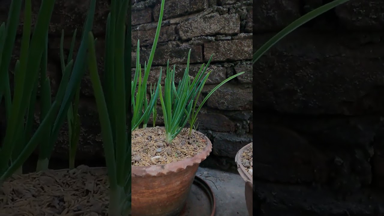 How to Let's onion grow in House Gamala#shorts