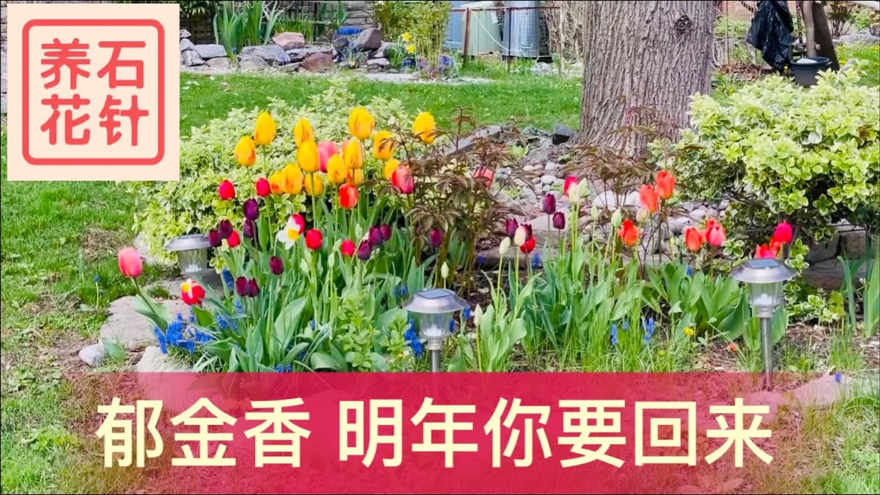 郁金香能够年复一年地开花的两个小要点 - 观察几处成功的例子 - tulip reblooming