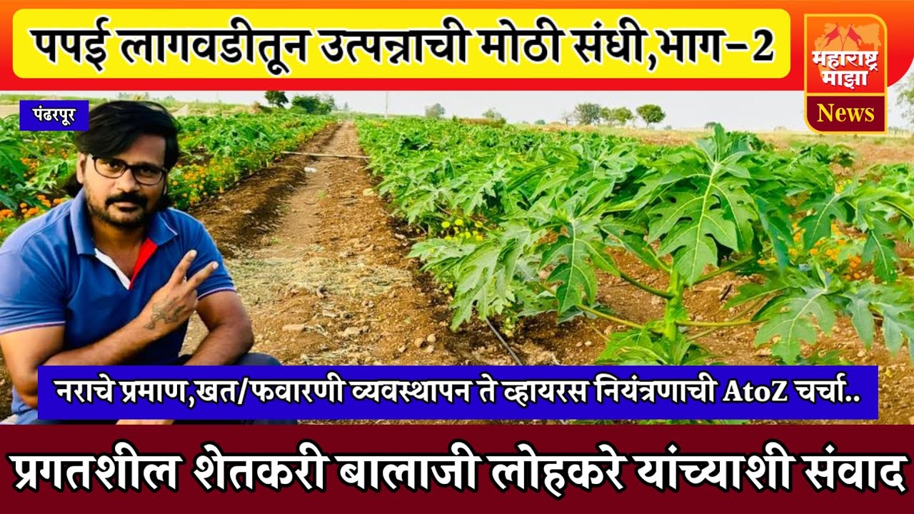 ♦️पपई लागवडीतून उत्पन्नाची मोठी संधी भाग-2 खत/फवारणी व्यवस्थापन ते व्हायरस नियंत्रणाची AtoZ चर्चा..